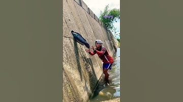 Cá Lớn - bắt Cá Lóc Bông Khủng mắc kẹt 🤩 #khacthuyvlogg