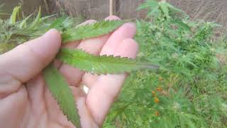 Outdoor pheno selections 2026 (part. 4)