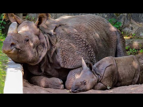 Badak Jawa Fakta Menarik dari Badak Bercula Satu Kecil Ujung Kulon