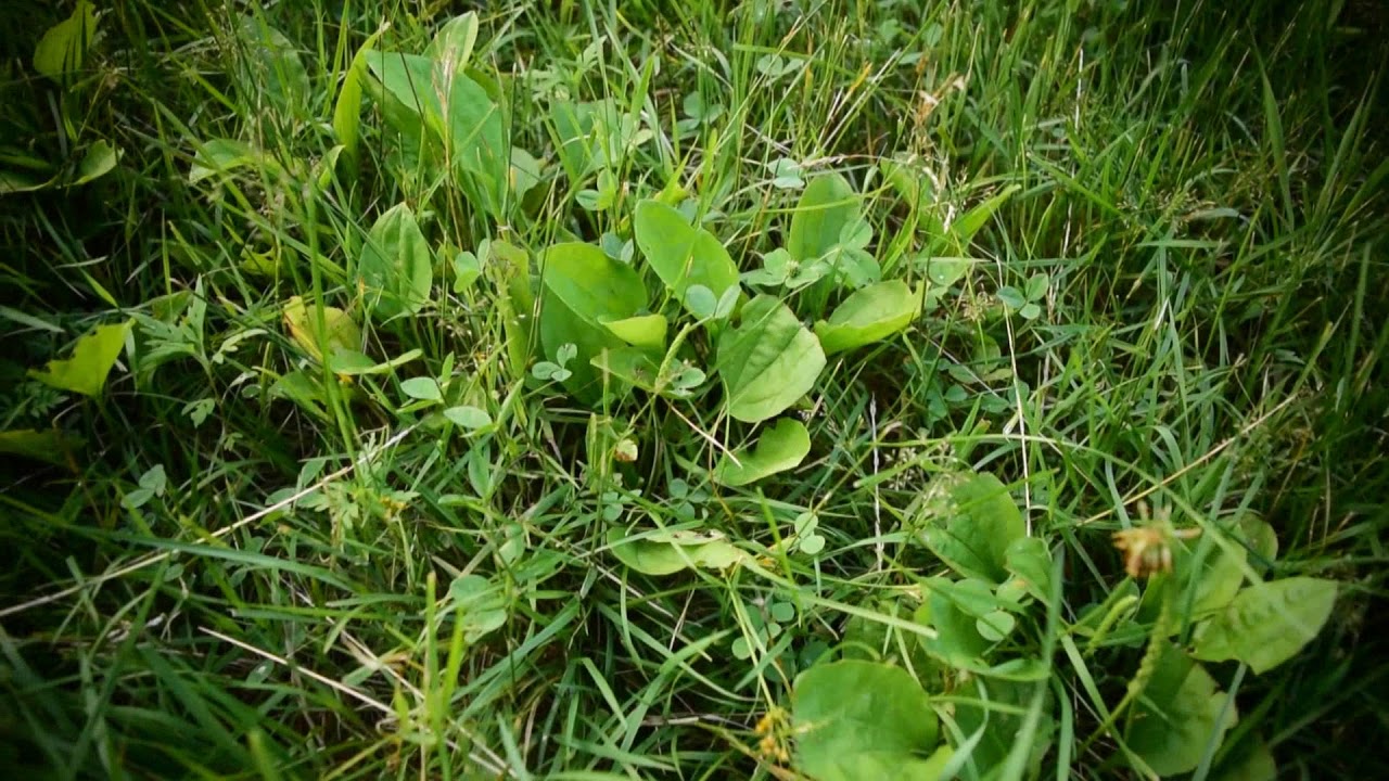 "Natural Wound and Bite Support" -Plantain Wild Edible/ Medicinal plant walk Part3