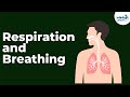 The Intricacies of Breathing and Respiration in Human Life