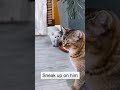 Daily cute and funny cat 76 shorts cat