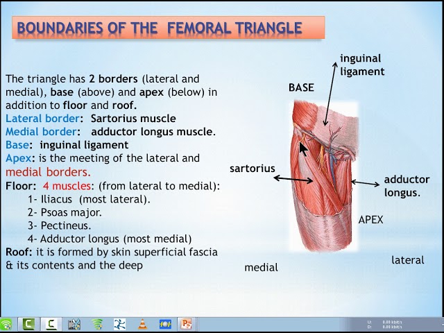 Femoral ring - Wikipedia