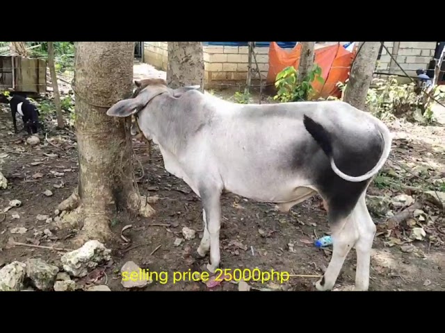 Magkano Presyo ng Baka/Kabayo sa Curvada Cataingan Masbate - Mj Farm Life class=