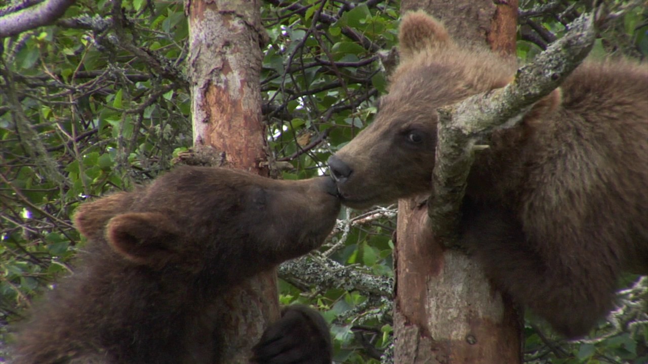 Brooks River bear cubs