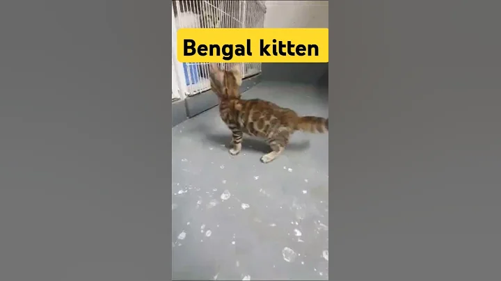 Video 7084851: bengal kitten, meowing tiny kittens, cute little kitten meowing, kitten meowing baby