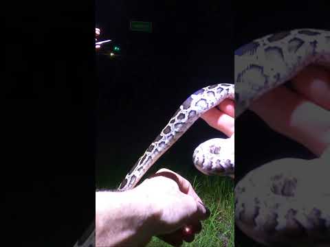 Hatchling Burmese Python in the Florida Everglades!