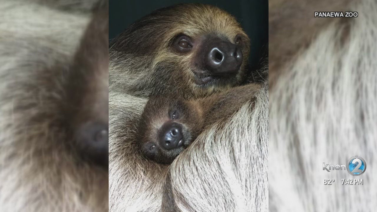 Panaewa Zoo welcomes baby sloth