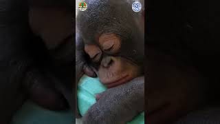 Sleepy Budi the Orangutan #wildlife #animals #orangutans