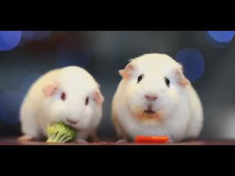 სევდიანი ზღვის გოჭი