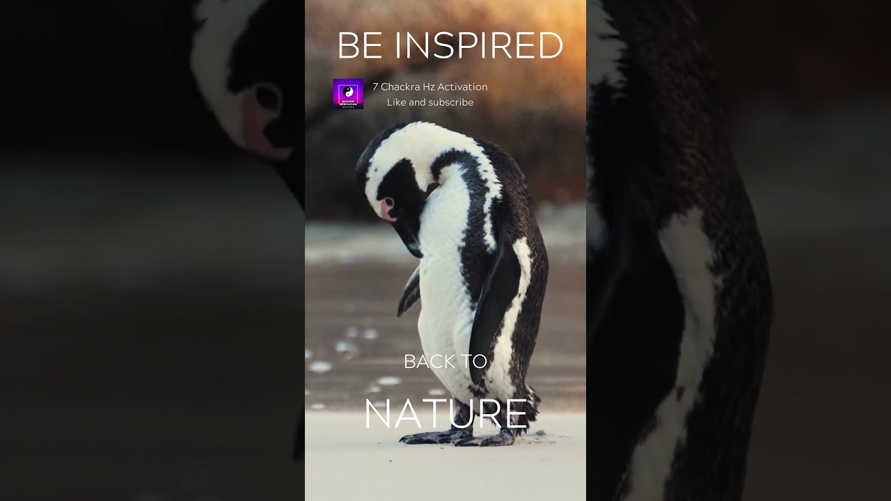 Watch 432Hz Arctic Harmony: Embrace the Serenity of Penguin March Meditation #shorts on YouTube Watch 432Hz Arctic Harmony: Embrace the Serenity of Penguin March Meditation #shorts on YouTube