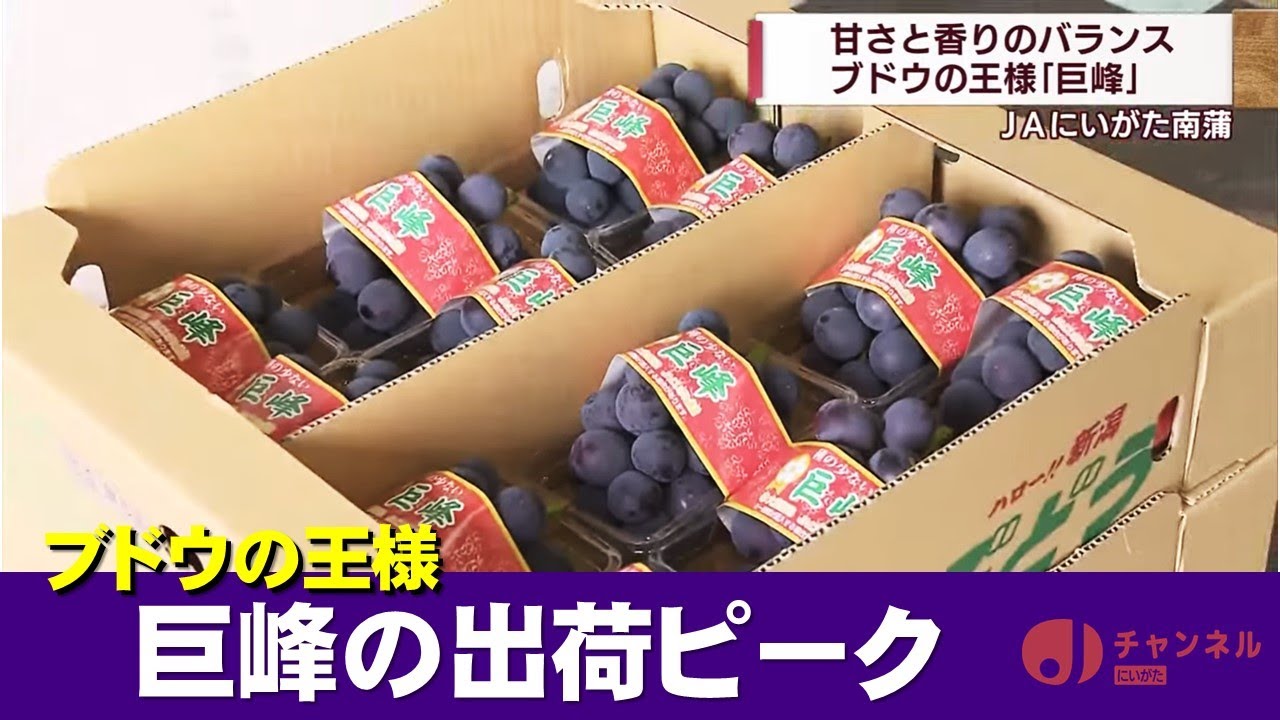 濃く甘いブドウの王様「巨峰」今が旬 出荷ピークへ スーパーJにいがた7