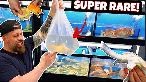 UNBOXING OUR SHIPMENT FROM ASIA - SUPER RARE FISH AND THE MOST EXPENSIVE PEACOCK BASS IN THE WORLD