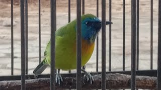 JERITAN SADISS!!! CUCAK KINOI, SI KECIL GURU SEGALA BURUNG KICAU