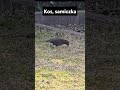 Kosy: samiec i samiczka #birds #birdsinnature #birdsinfo #garden #gardenbird #shorts #blackbird