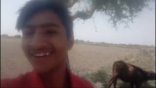 A gamgam vlog #villagelife #gav me bhais charate charate