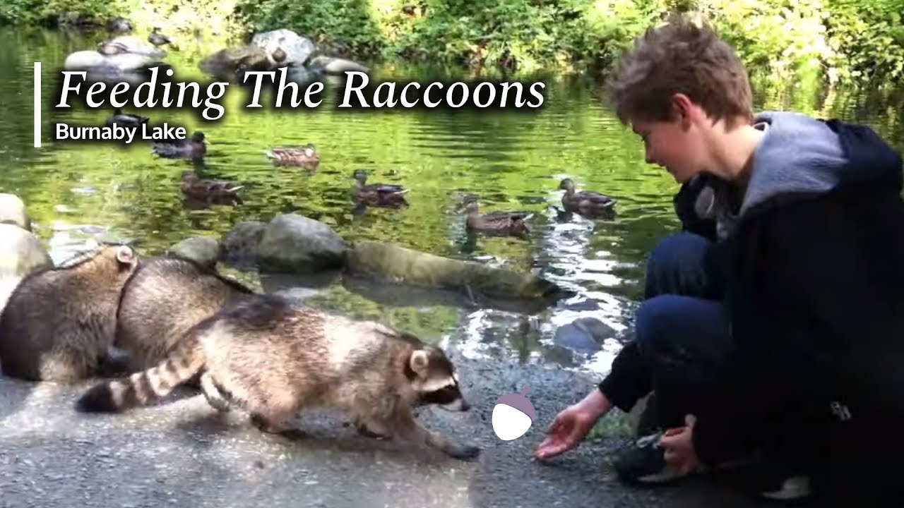 Feeding The Raccoons - YouTube
