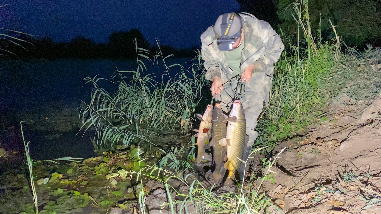 ПОЧЕМУ НИКТО ТАК НЕ ЛОВИТ САЗАНА?! Ночная Рыбалка На Ракушку