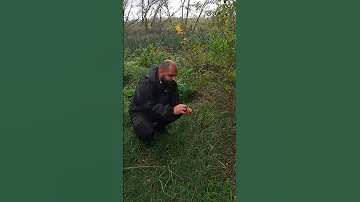 Яйца змей, еда которая спасет вам жизнь