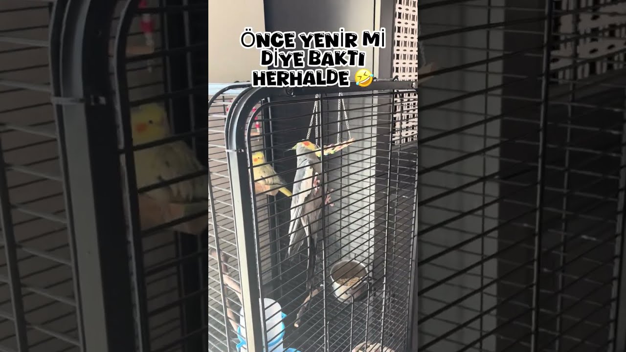 Sultan papağanımız Osman ve akrobatik işler #cuteparrot #cockatiel #komikhayvanlar #birds #kuşlar 