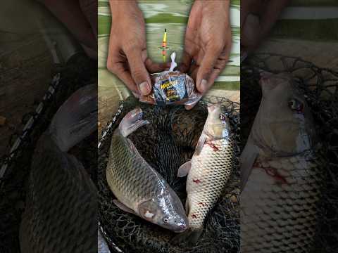 SETINGAN UMPAN SIMPEL TAPI BIKIN TANGAN PEGEL !! 2 EKOR INDUK MAKAN TELAK IKAN RAME MAKAN LAHAP ❗❗