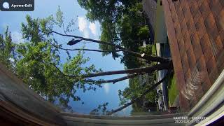 Removing a Silver Maple - Time Lapse