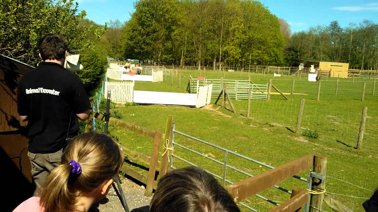 Hoo Farm Staffordshire Sheep racing YouTube
