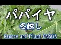 パパイヤ　再生栽培　冬越しはできるか　　Regrow and plant Papaya