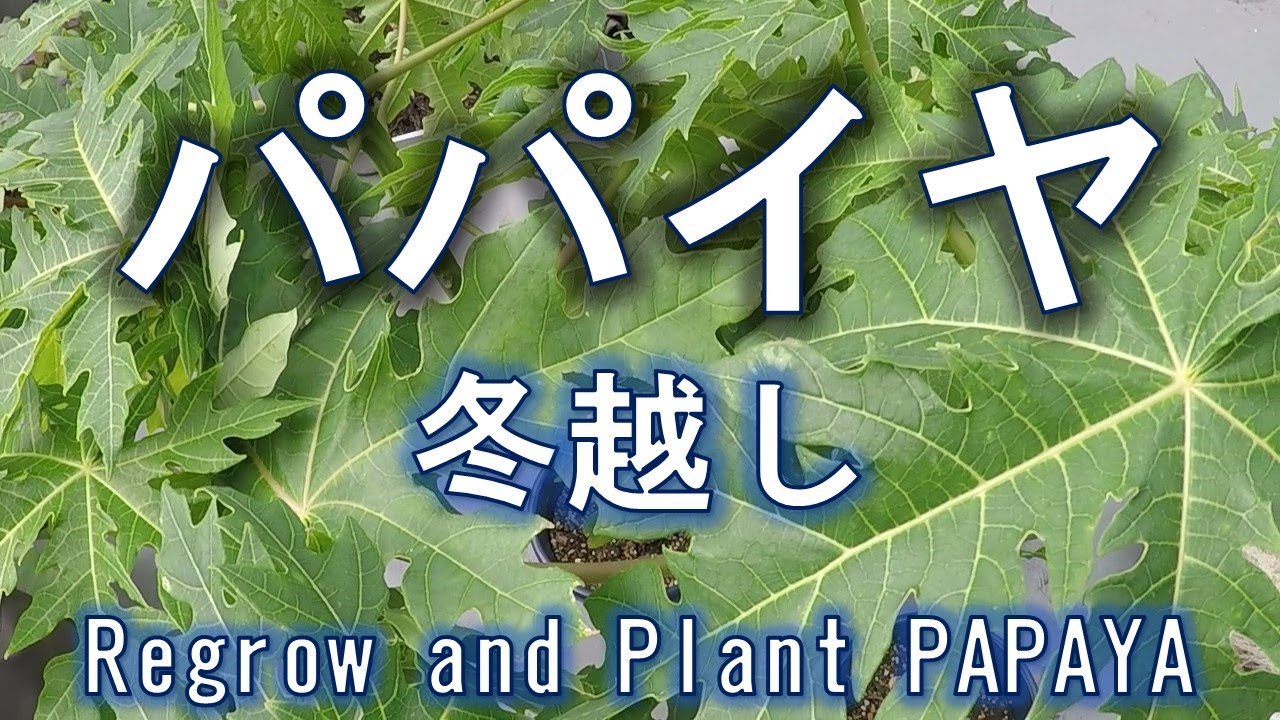 パパイヤ　再生栽培　冬越しはできるか　　Regrow and plant Papaya