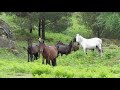 Cavalos enfrentam 'lobo' Mastim.