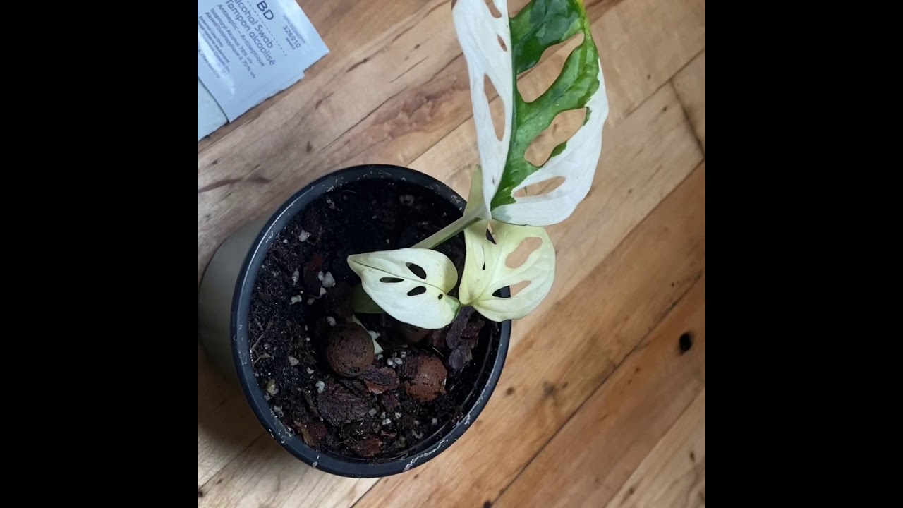 Variegated Monstera Adansonii White Leaves Youtube