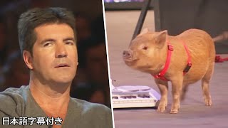 【和訳】まだ辛口審査員だった頃のサイモン vs ピアノを弾くブタ🐷 | BGT 2007 by トップ・タレント・ジャパン 30,083 views 3 weeks ago 4 minutes, 1 second