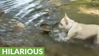 French Bulldog only drinks from bowl while standing in freshwater stream