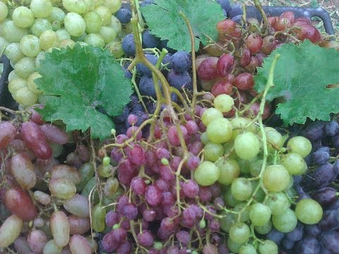 Удобрение и подкормка винограда осенью и весной