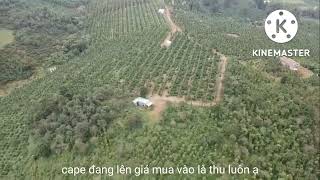bán đất tại xã quảng tân huyện tuy đức tỉnh Đăk nông  9 ha 2 cape xen tiêu giá 10ty