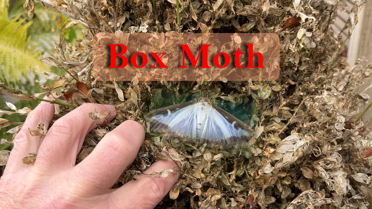 PART 1: Box Moth - Late Autumn Treatment