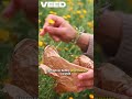 🌿 Medicinal Garden Kit – Grow Your Own Healing Herbs at Home