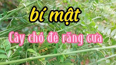 Cây chó đẻ răng cưa-Vị thuốc giải độc gan, hạ đường huyết