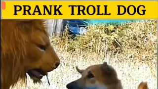 Best prank troll Dog fake tiger Funny dog ​​prank Funny selection of pranks