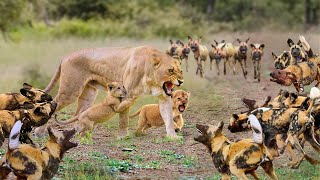 Pain ! Mother Lion Protects Her Cubs When Attacked By 20 Wild Dogs || Wild Animals Attack