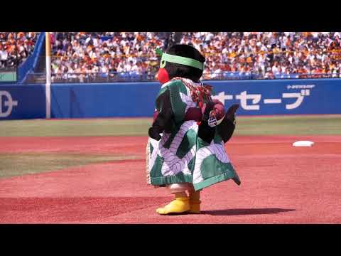 20180408 歌舞伎の衣装を着たら めちゃくちゃかわゆくなったつば九郎