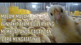 jenis jenis penyakit ayam broiler (ayam ngorok, cekrek, mata membengkak, coli)