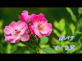 野バラ きくち寛