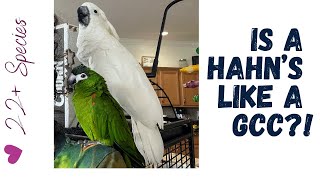 Q: Hahn's & Greencheek Conure The Same For Fam? | #parrot_bliss #hahnsmacaw #greencheek