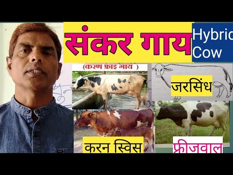 वीडियो: गाय इकाई क्या है?