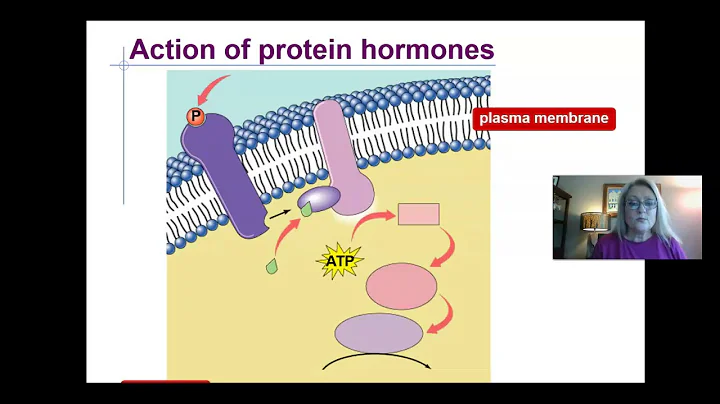 Endocrine system