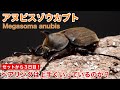 【アヌビスゾウカブト】セットから３日目！ペアリングは上手くいっているのか？