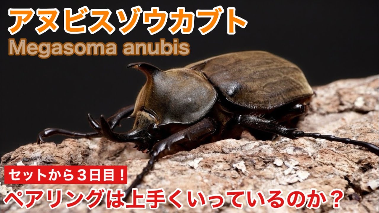 【アヌビスゾウカブト】セットから３日目！ペアリングは上手くいっているのか？