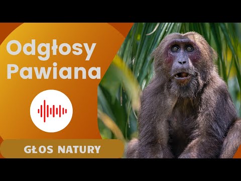 Pawian. Odgłosy Pawiana.
