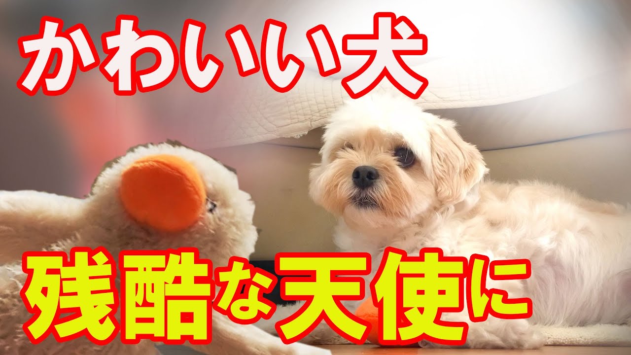 犬がオモチャで遊ぶ 可愛いぬいぐるみを無残に振り回すマルプーとヨーキーにドン引きのマルプー A Dog That Wields A Stuffed Animal Miserably Youtube